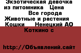 Экзотическая девочка из питомника › Цена ­ 25 000 - Все города Животные и растения » Кошки   . Ненецкий АО,Коткино с.